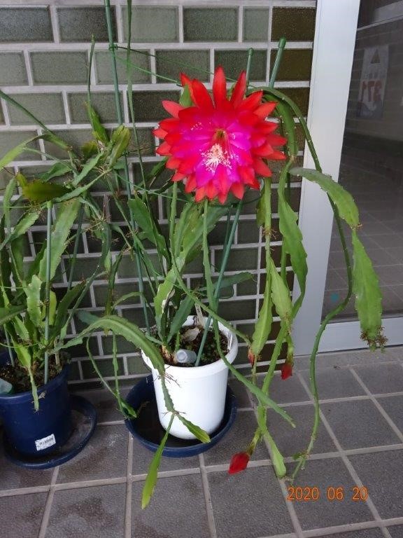 クジャクサボテン いわみる