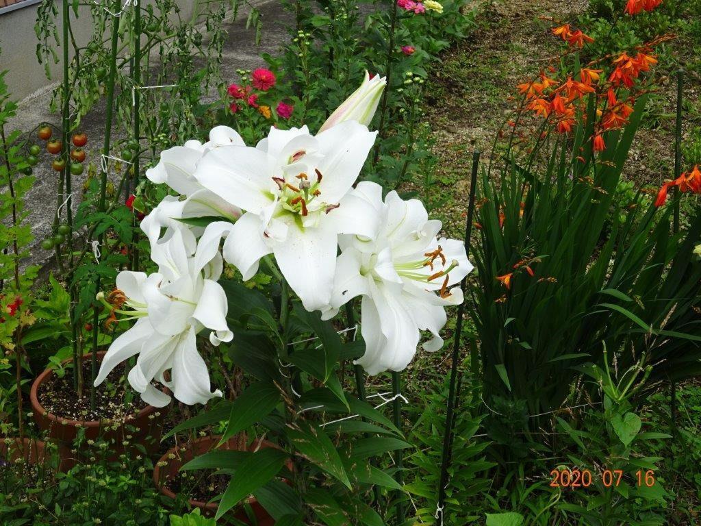 カサブランカの花 いわみる