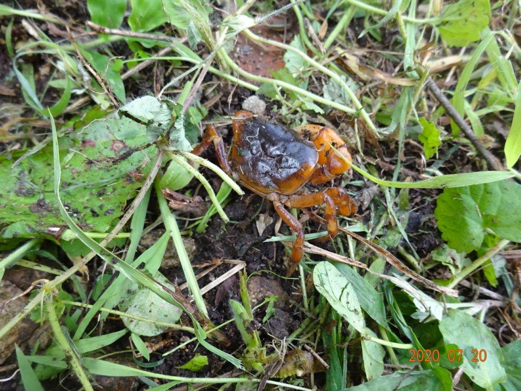 小国の生き物たち いわみる