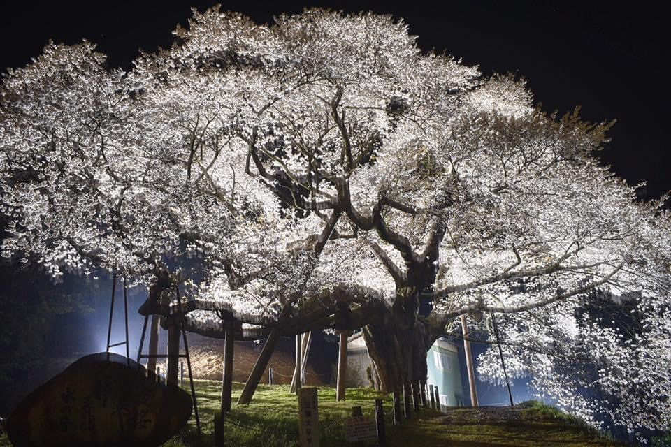 三隅大平桜ライトアップが楽しみです いわみる