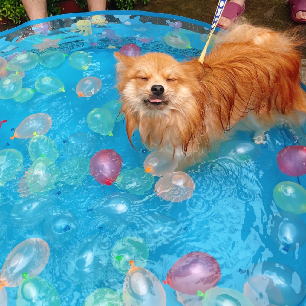 わんこと一緒に 夏はプールで いわみる