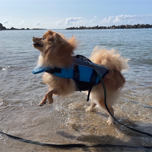 値下げ！48888円→35555円480個！！男の品格入浴剤品管0020 